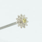 Chrysanthemum Faceted