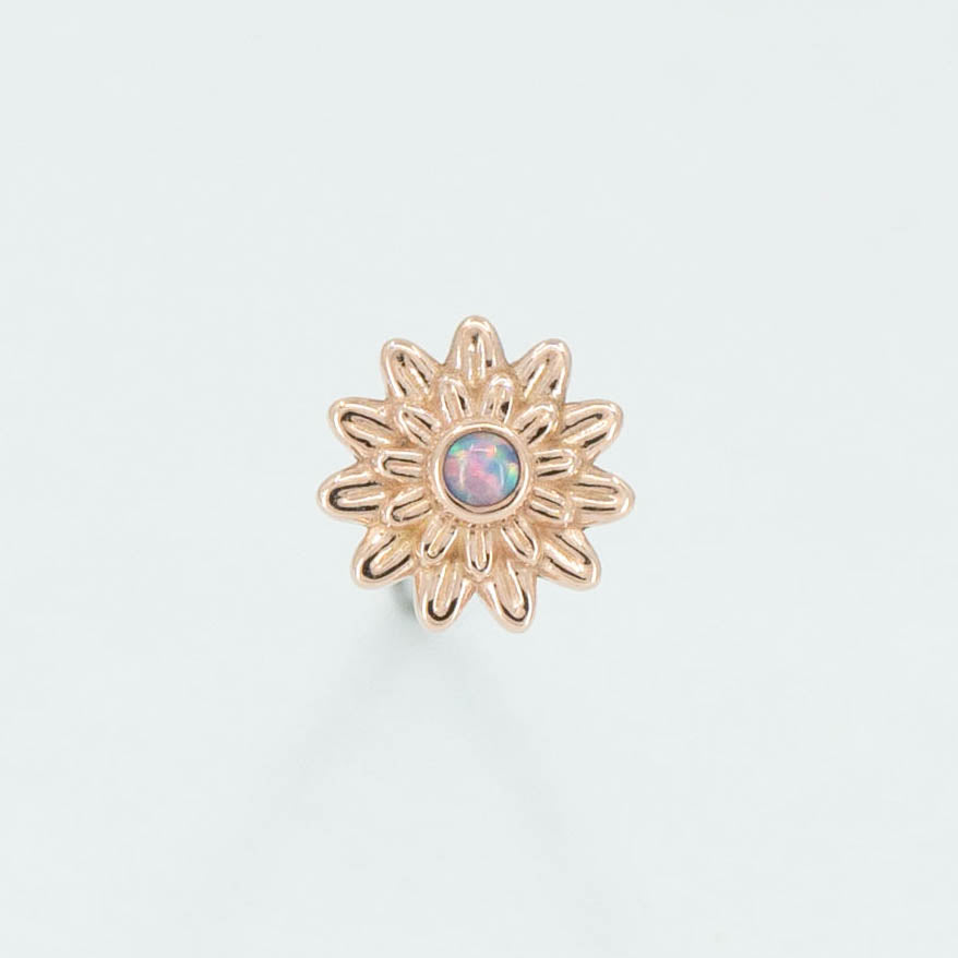 Chrysanthemum
