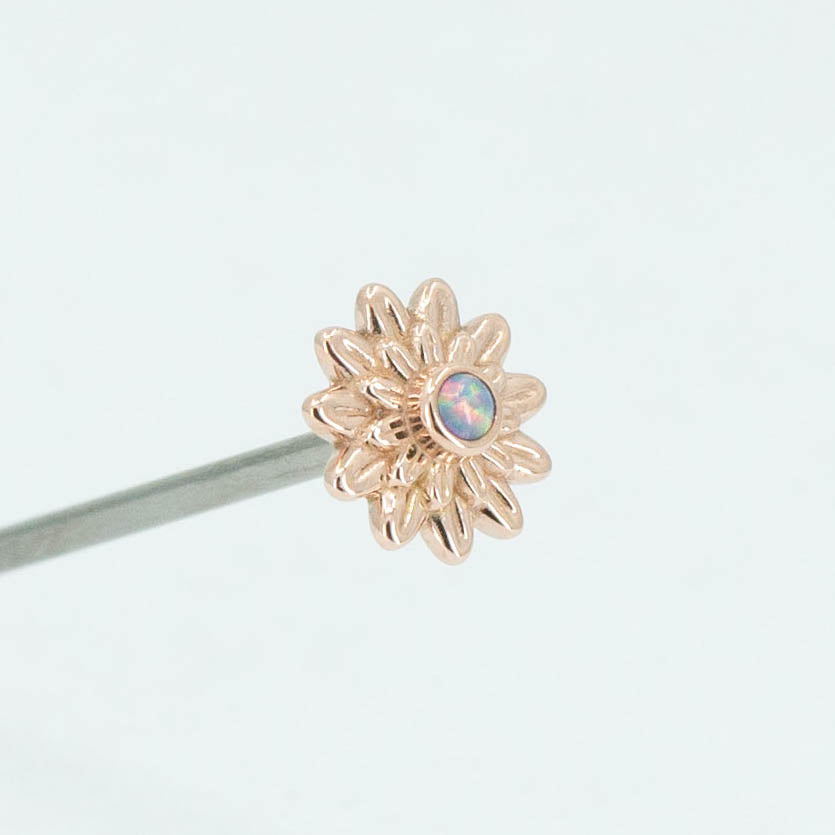 Chrysanthemum