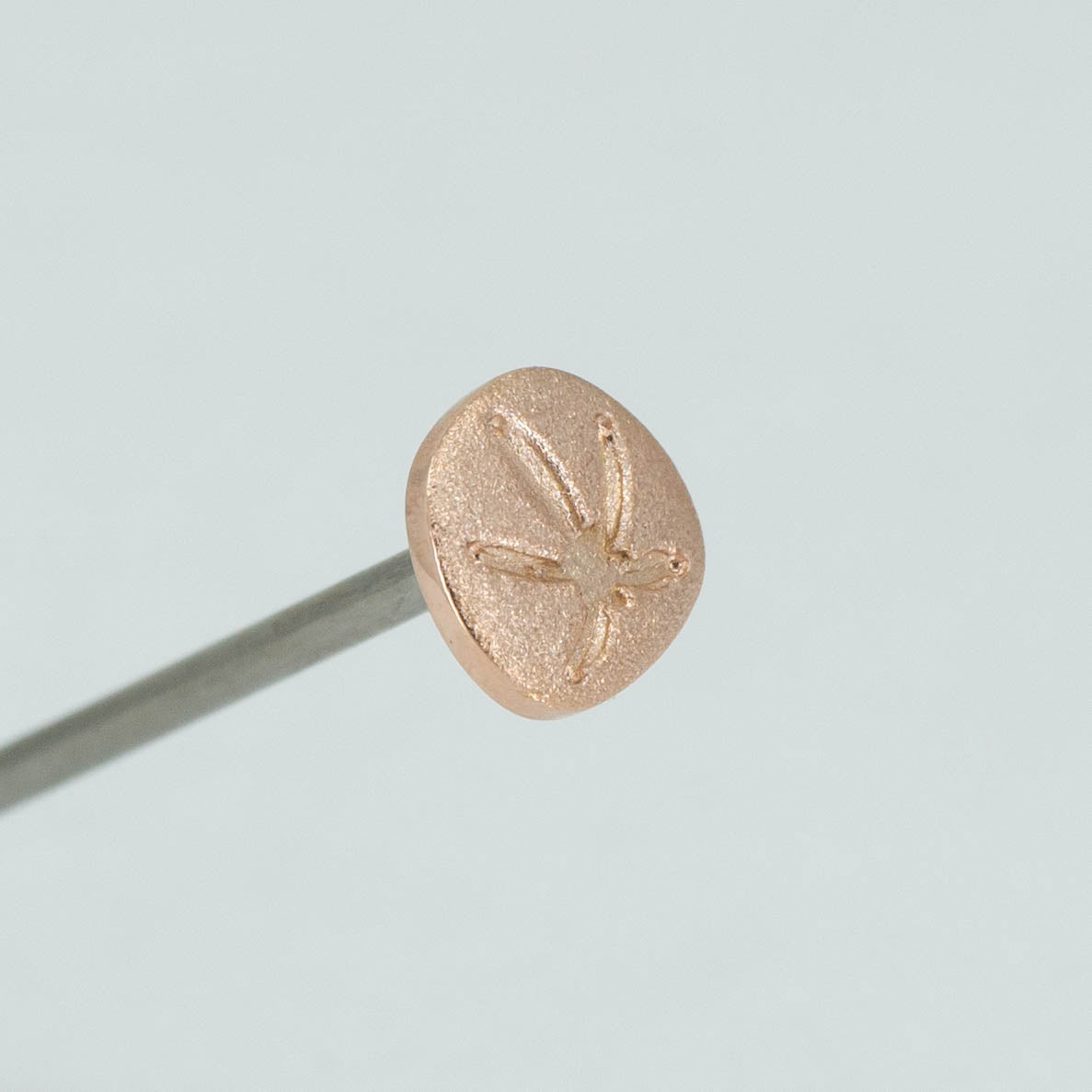 Sand Dollar
