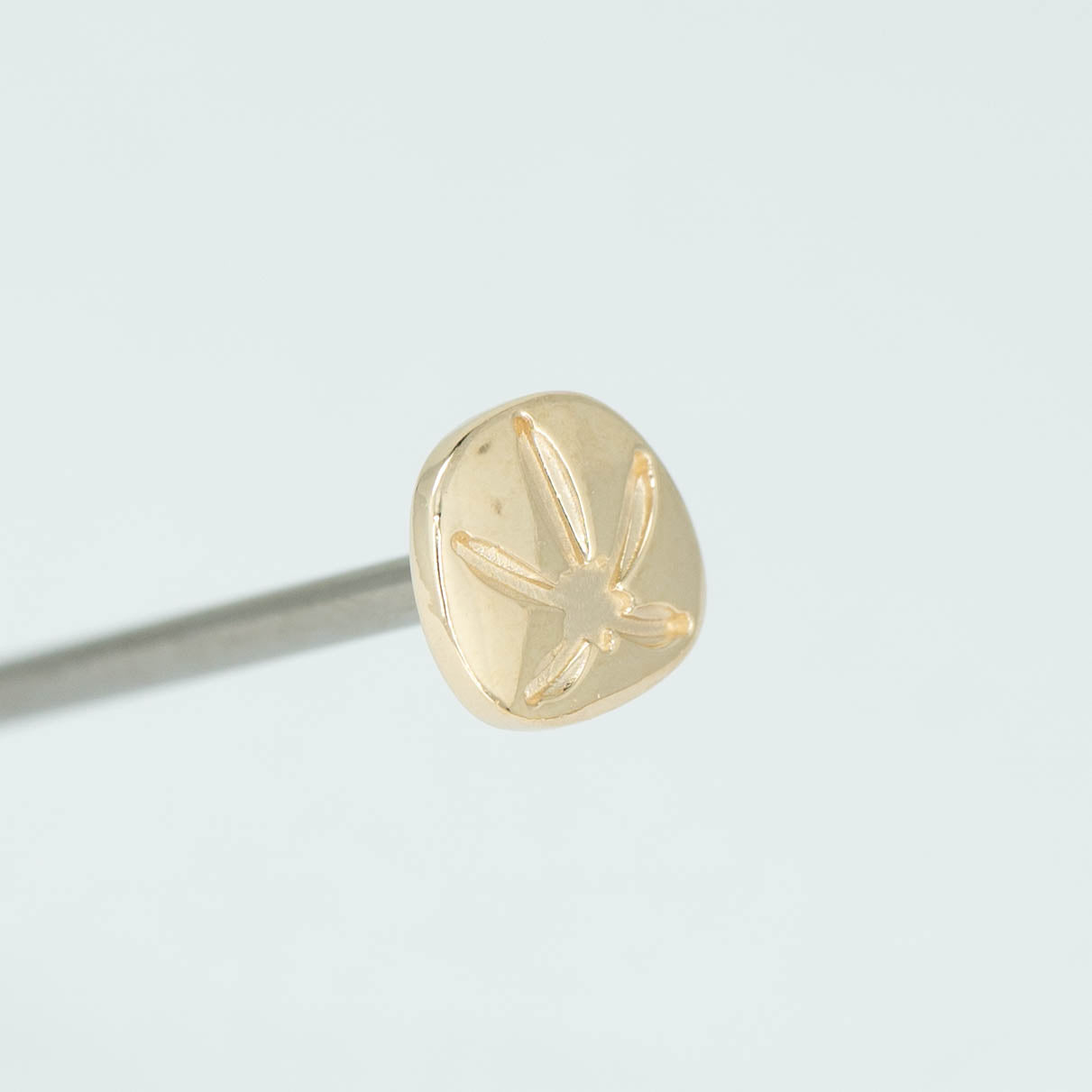 Sand Dollar