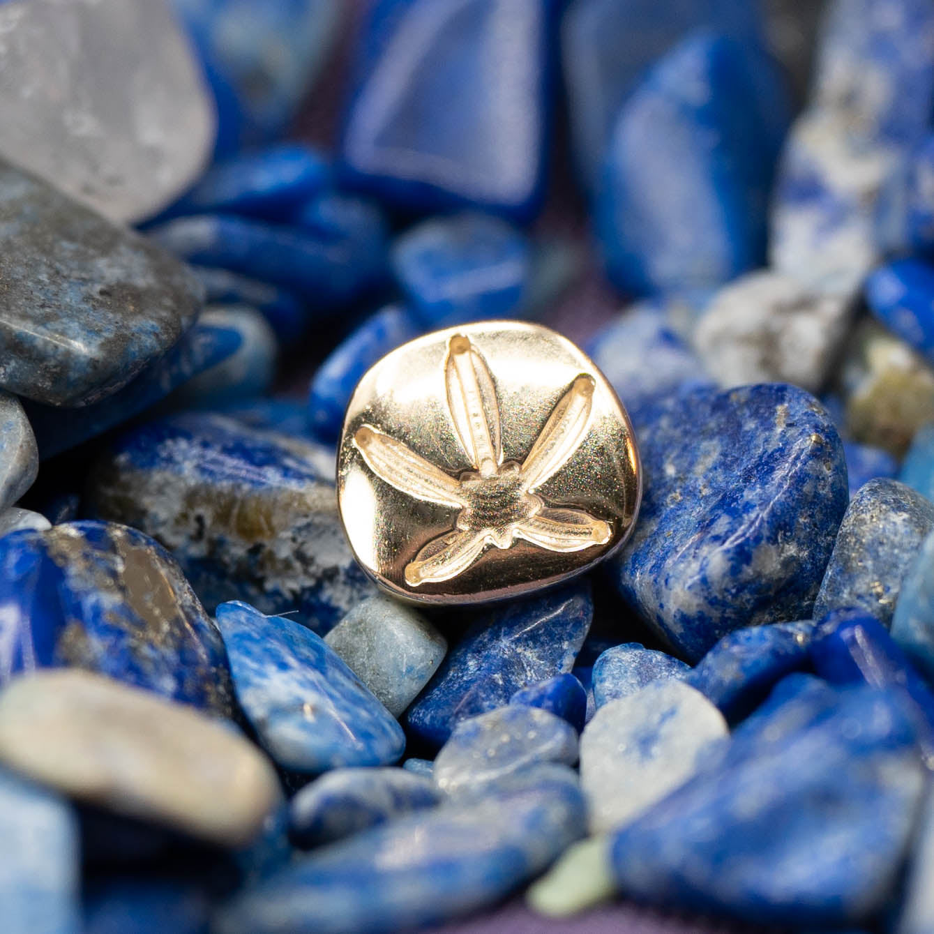 Sand Dollar